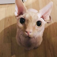 Котик Элвис