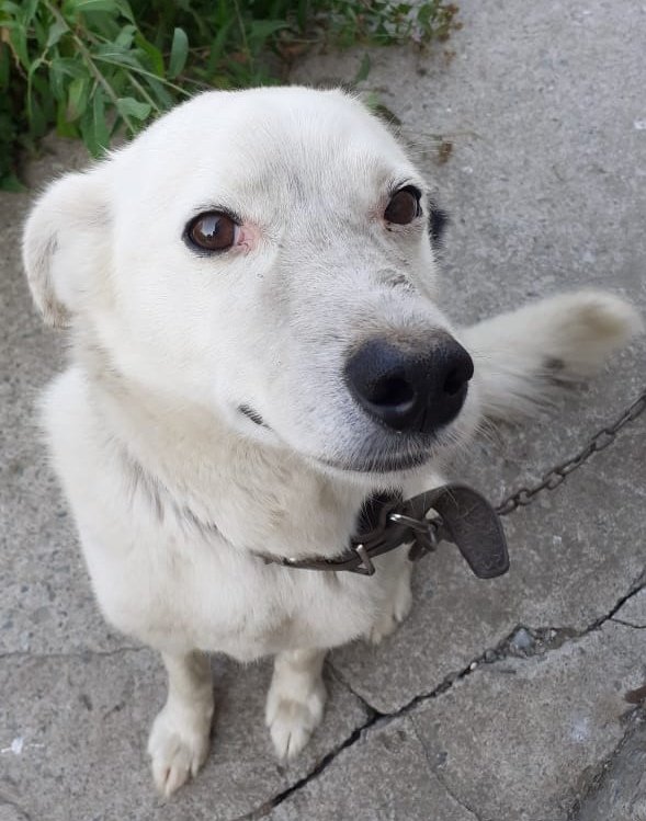 Песик - оригинал