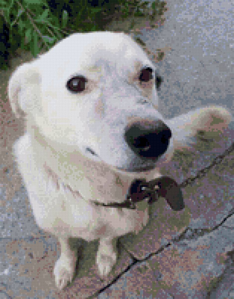 Песик - предпросмотр