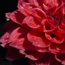 Схема вышивки «Георгин в росе»