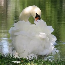 Схема вышивки «🦢Лебель»