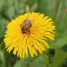 Схема вышивки «Сбор мёда»