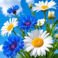 Схема вышивки «Васильки и ромашки»