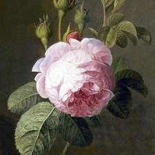 Схема вышивки «Rosa rosa»