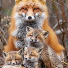 Family of foxes