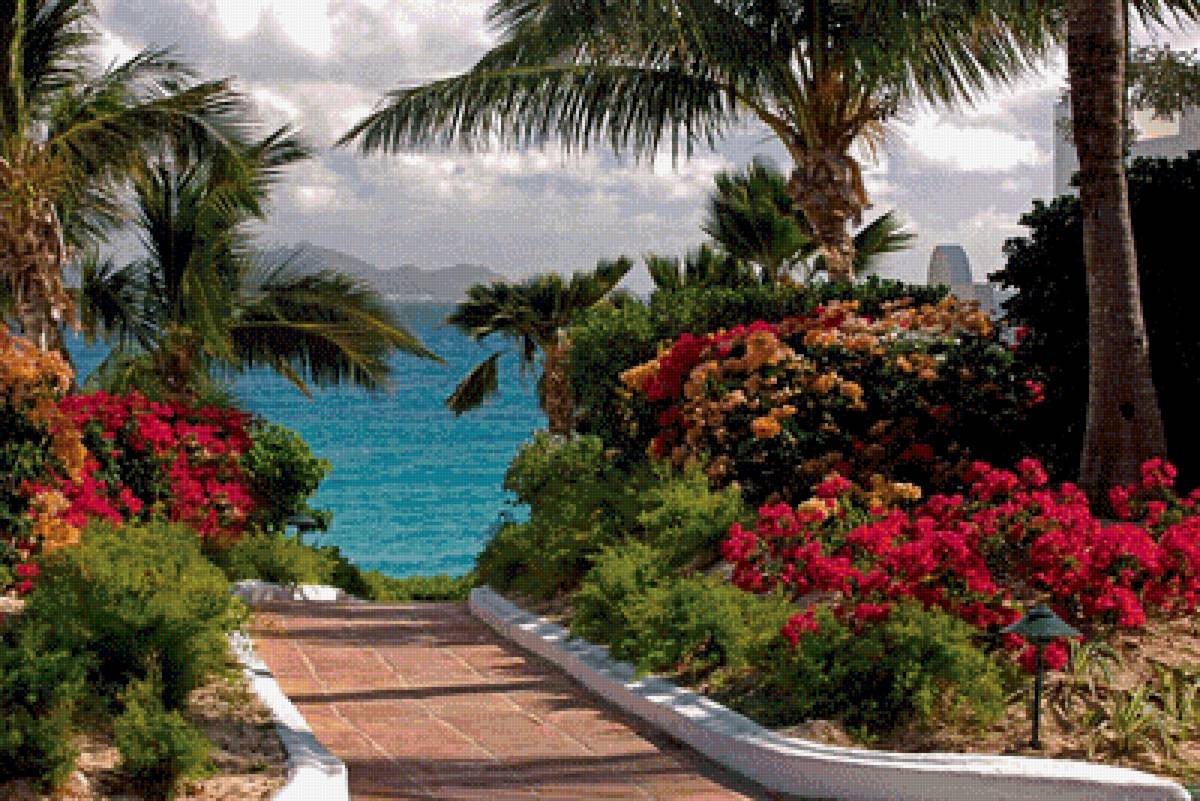 Спуск к морю - природа, море, пейзаж, пальмы, цветы - предпросмотр