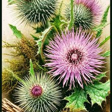 Схема вышивки «Мох»