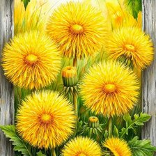 Схема вышивки «Одуванчики»