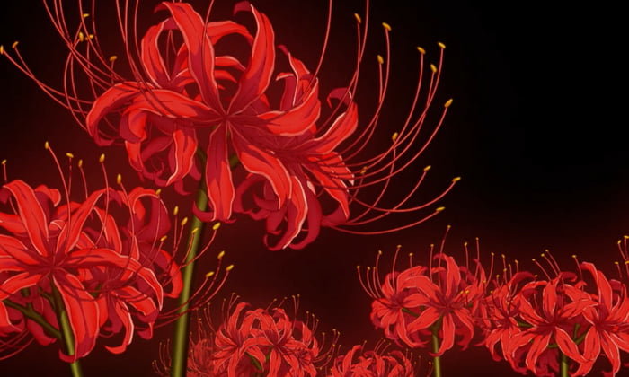 Ликорис на черном фоне - красная, паучья лилия, ликорис - оригинал