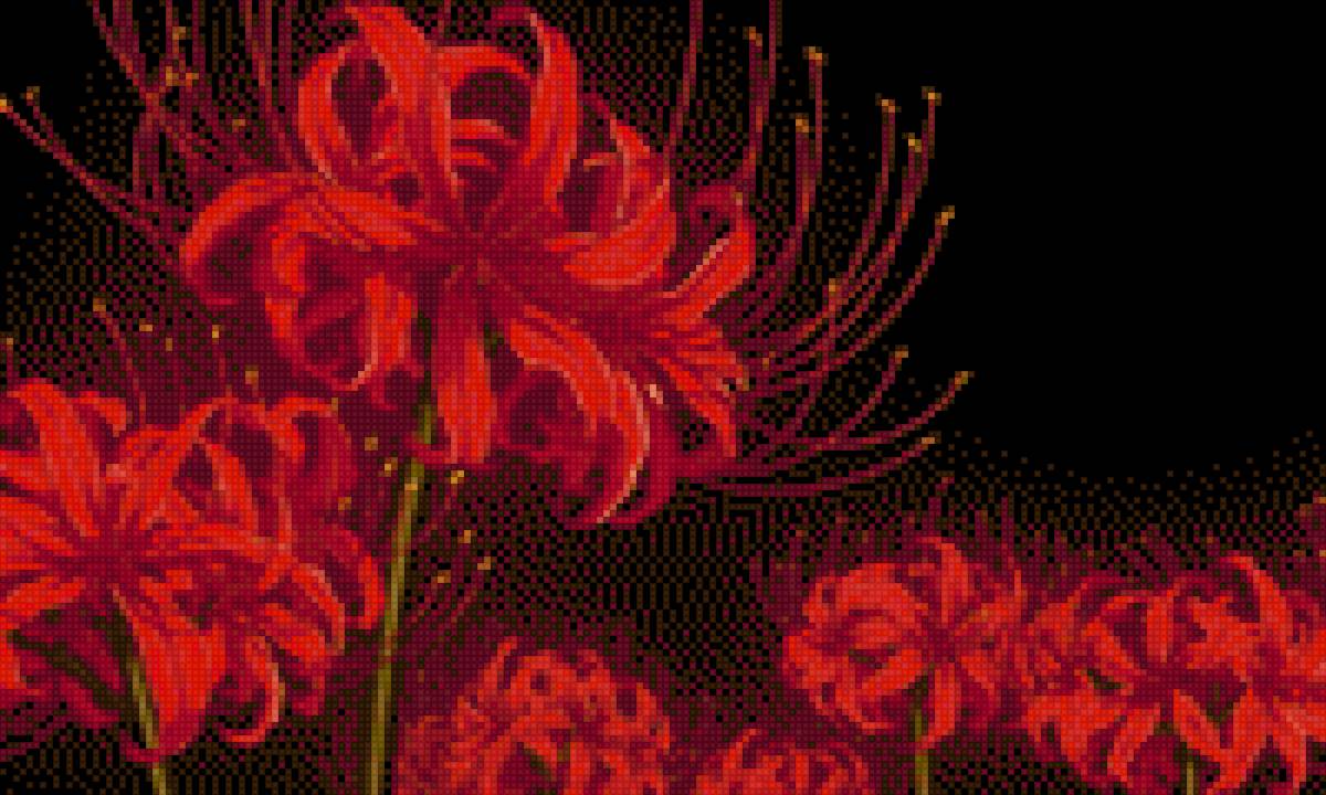 Ликорис на черном фоне - красная, ликорис, паучья лилия - предпросмотр