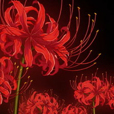 Схема вышивки «Ликорис»