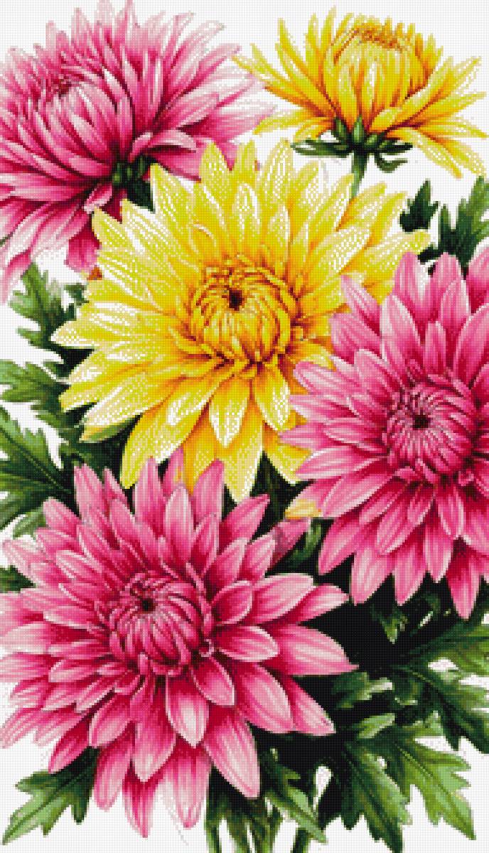 Хризантемы - цветы, хризантемы - предпросмотр