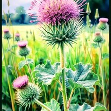 Схема вышивки «Репей»