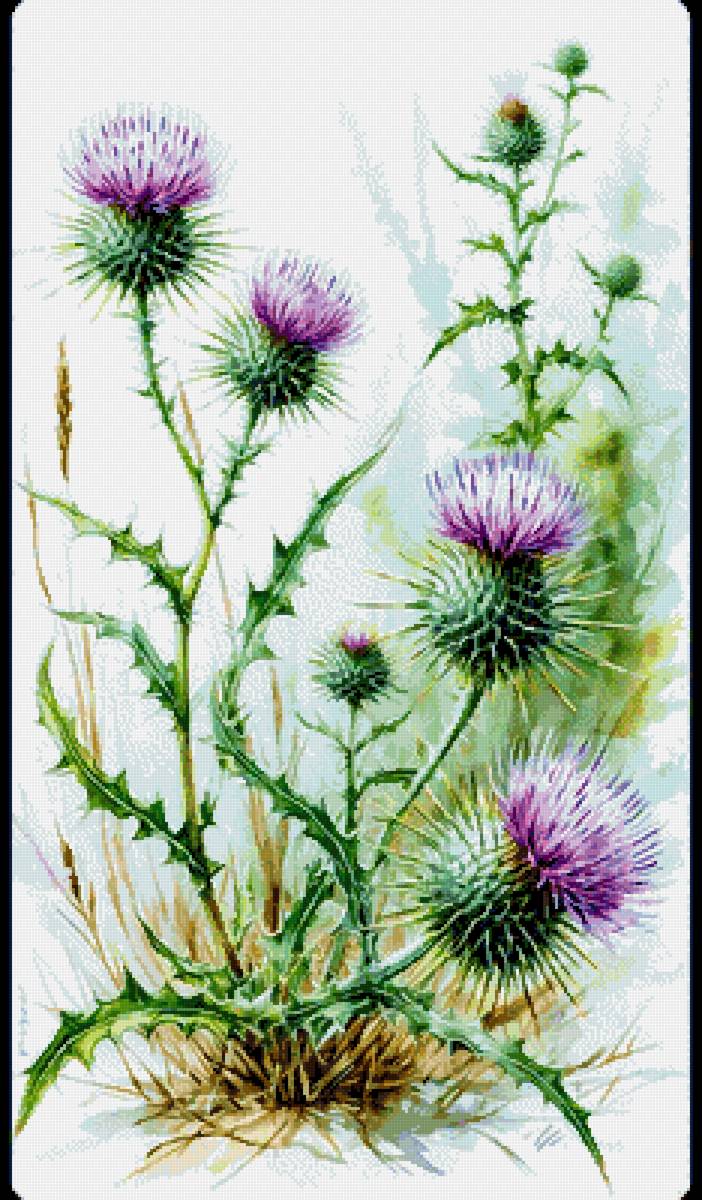 Репей - чертополох - предпросмотр