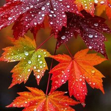 Схема вышивки «Осення́я краса»