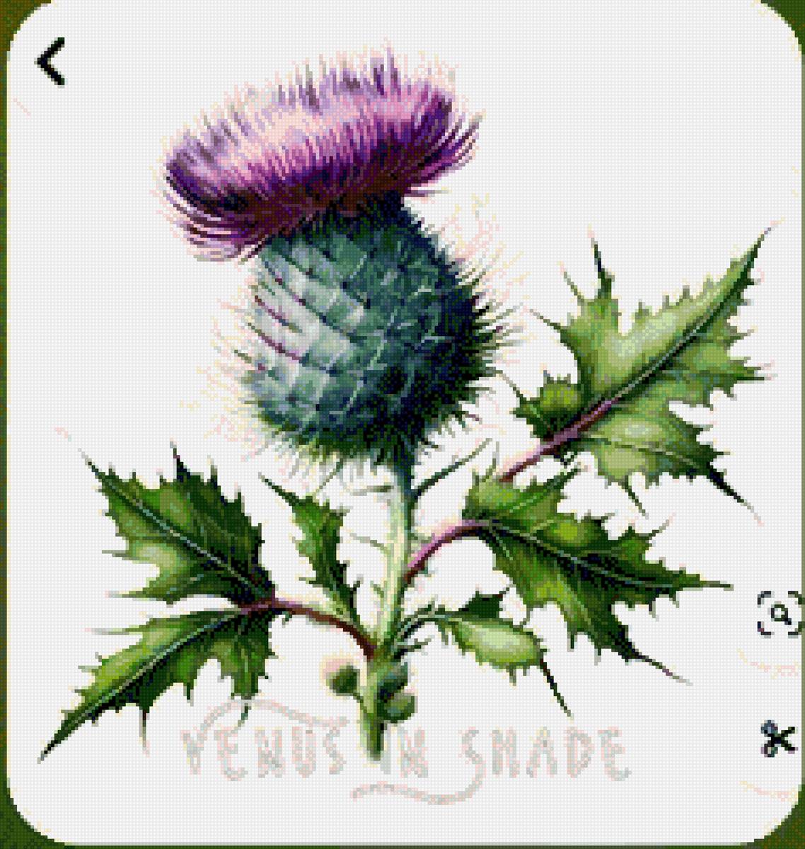 Репей - чертополох - предпросмотр