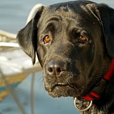 Схема вышивки «Лабрадор Верона»