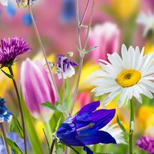 Схема вышивки «cvetq»