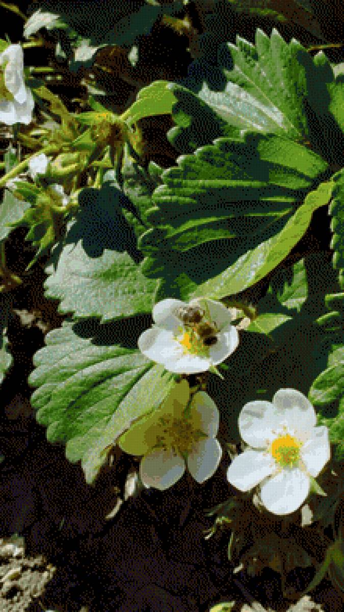 Пчелка - предпросмотр