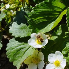 Схема вышивки «Пчелка»
