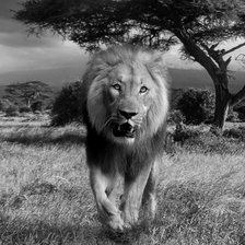 Схема вышивки «Цар Лъв»