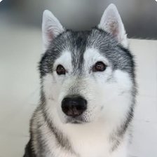 Схема вышивки «Artic»