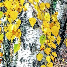 Схема вышивки «Березовое золото»