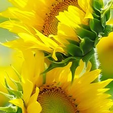 Схема вышивки «подсолнухи»