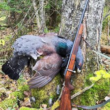 Схема вышивки «Глухарь осенью»