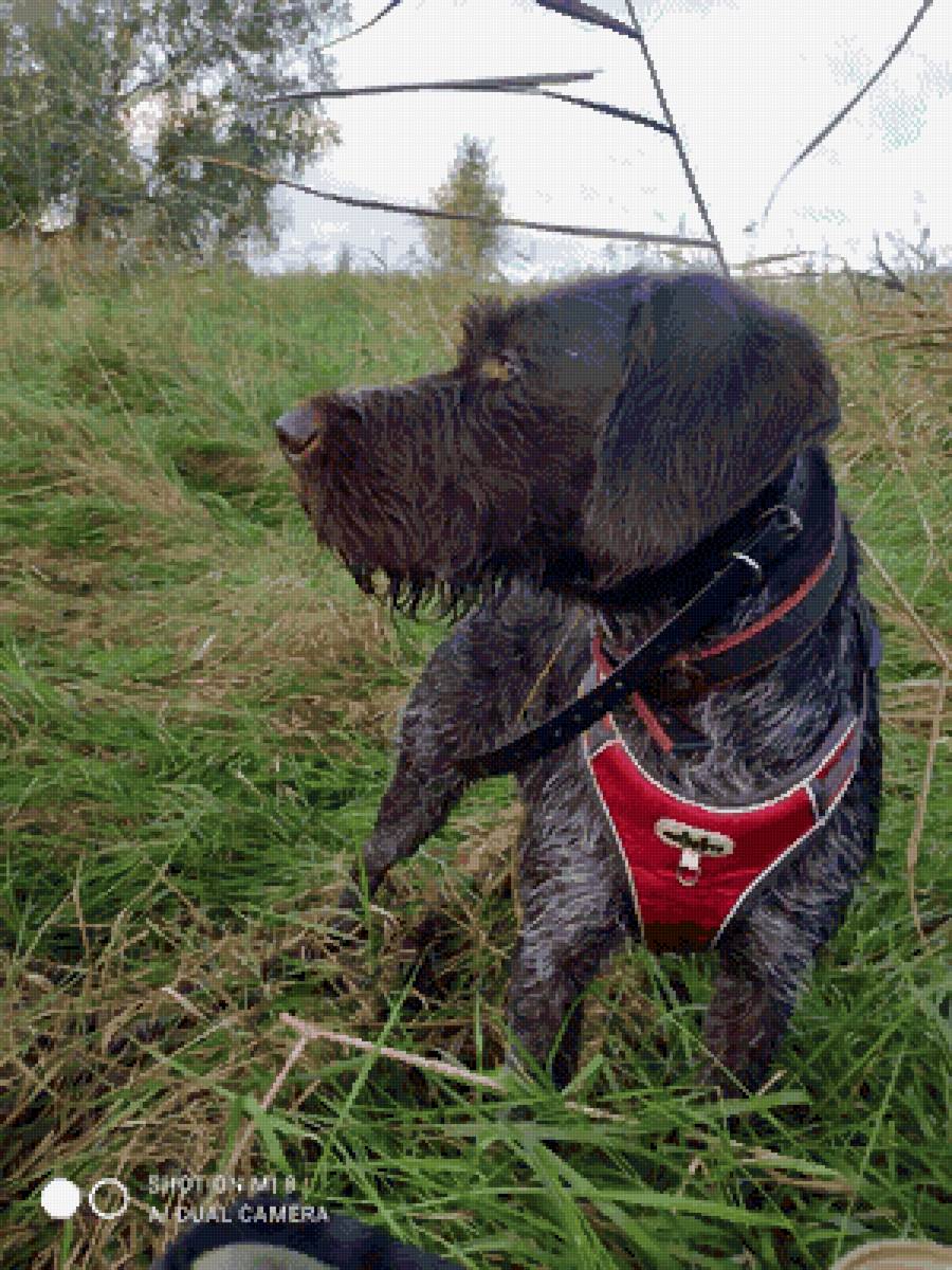 Дратхаар на охоте - дратхаар, охота - предпросмотр