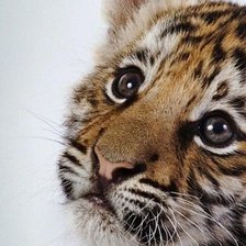 Схема вышивки «тигра»