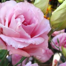 Схема вышивки «Экстома»