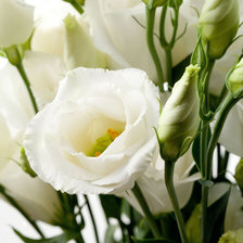 Схема вышивки «Эустома белая»