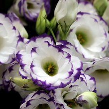 Схема вышивки «Эустома»