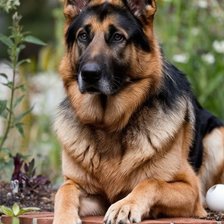 Схема вышивки «Немецкая овчарка на каменном заборы»