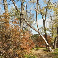 Схема вышивки «Золотая осень»