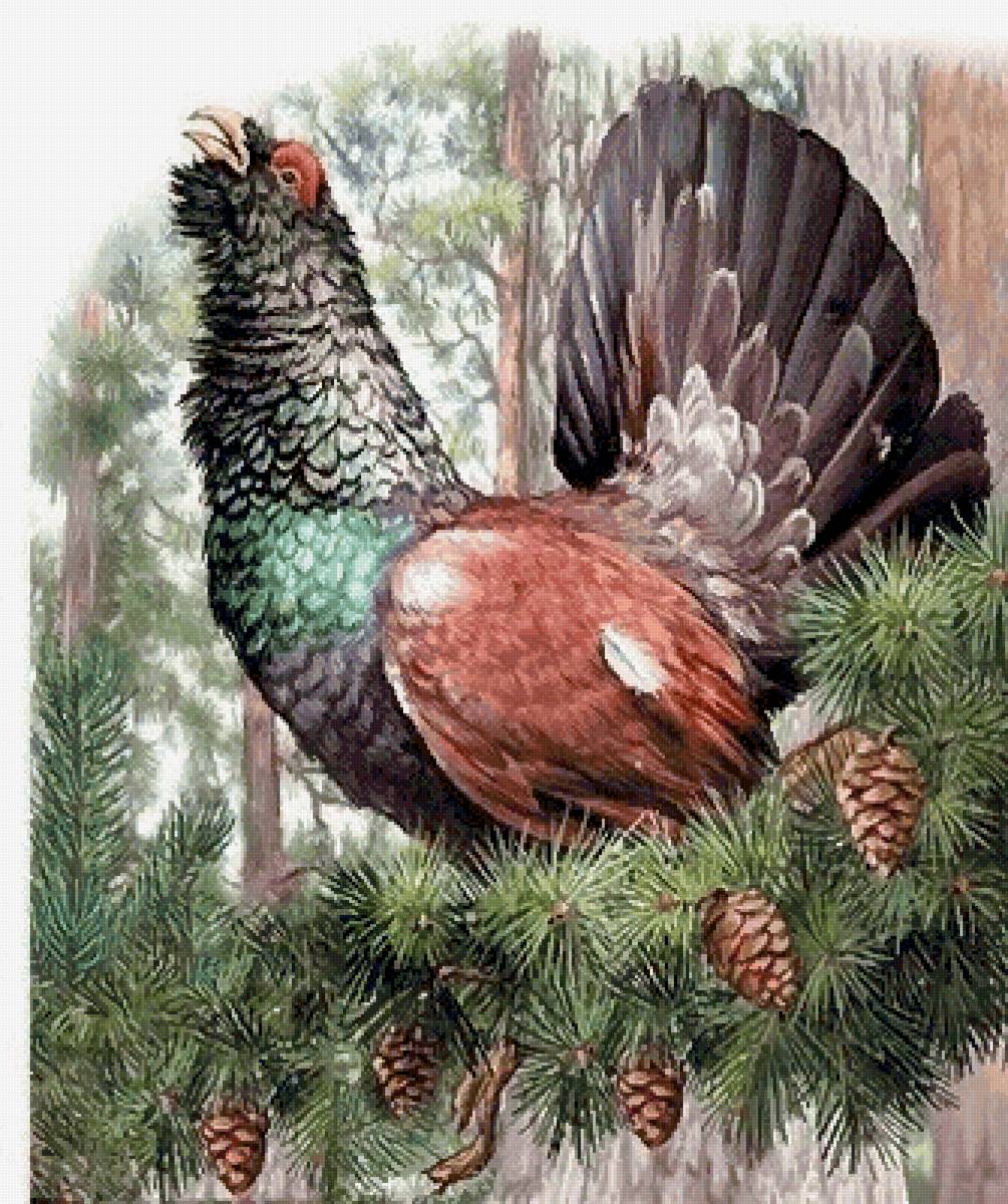 Красавец-глухарь - предпросмотр