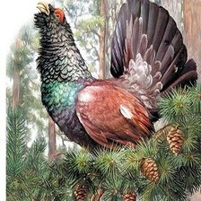 Схема вышивки «Красавец-глухарь»