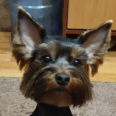 лаки - лучшая собачка - оригинал