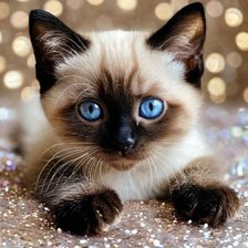 Схема вышивки «Котик»