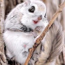 Схема вышивки «Белка летяга»