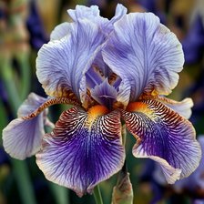 Схема вышивки «Ирис»