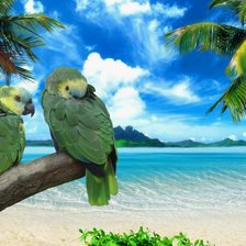 Схема вышивки «попугаи»