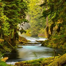 Схема вышивки «Лес»