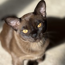 Схема вышивки «Бруно (бурма)»