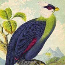 Схема вышивки «Красивая птица»