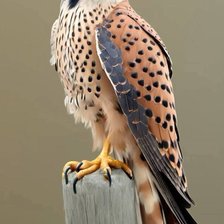 Схема вышивки «Frumusetea naturii»