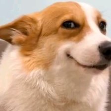 Подозревающий корги