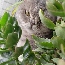 Схема вышивки «Eva»