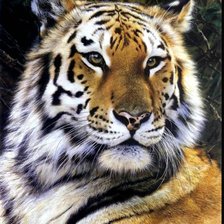 Схема вышивки «Тигр амурский»